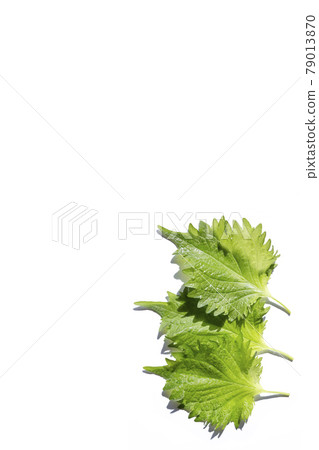 Perilla green perilla 79013870