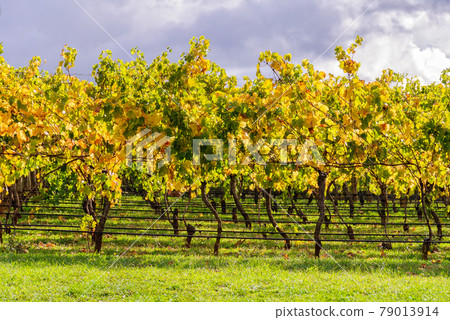 Autumn vineyard - Seville Autumn vineyard - Seville 79013914