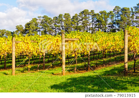 Autumn vineyard - Seville Autumn vineyard - Seville 79013915