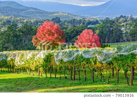 Autumn in the vineyard - Seville Autumn in the vineyard - Seville 79013916