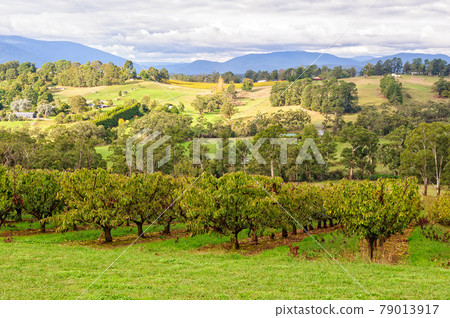 Apple and cherry orchard - Seville Apple and cherry orchard - Seville 79013917