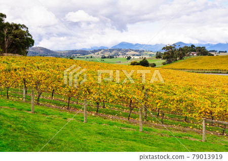 Balgownie Estate Vineyard - Yarra Glen Balgownie Estate Vineyard - Yarra Glen 79013919