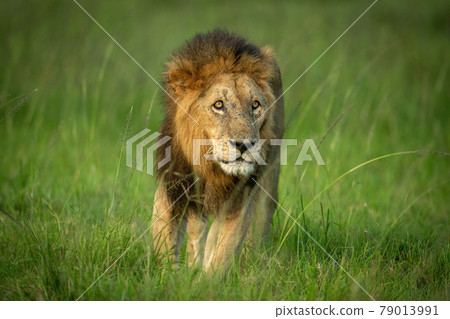 Male lion stands in grass in savannah Male lion stands in grass in savannah 79013991