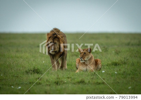 Male lion passes lioness lying on grass 79013994
