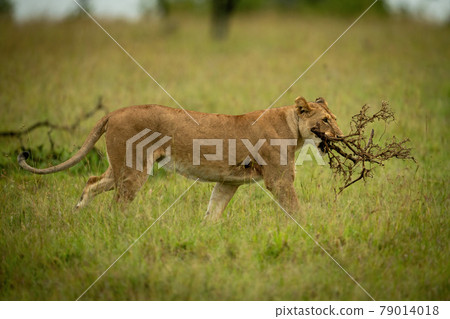 Lioness walks through long grass carrying branch 79014018