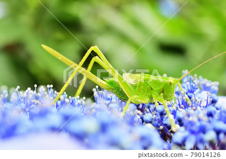 在生田綠地繡球山吃繡球花的螞蚱 79014126