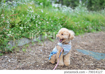 小白花和玩具貴賓犬小狗 小白花和玩具貴賓犬小狗 79014127