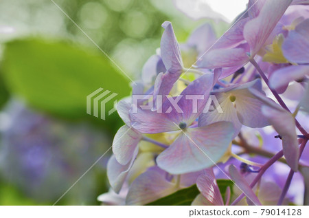 生田綠地的繡球山繡球花 79014128