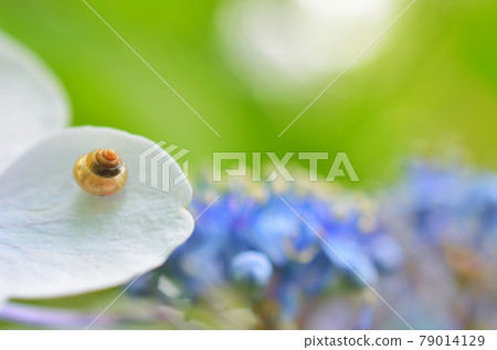 繡球花山繡球和小蝸牛 79014129