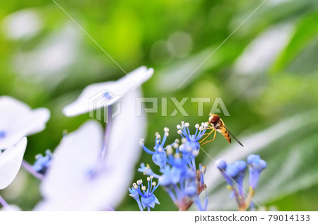 川崎市生田綠地平田阿布棲息在繡球花上 川崎市生田綠地平田阿布棲息在繡球花上 79014133