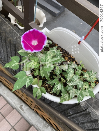 Morning glory Morning glory 79014247