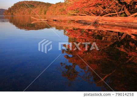 屈斜路湖的飛釣風景 79014258