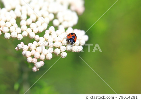 Ladybug perched on a flower Ladybug perched on a flower 79014281