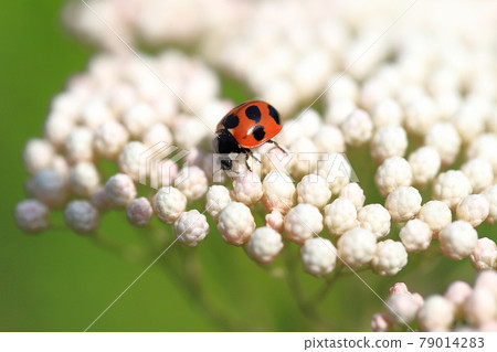 Ladybug perched on a flower Ladybug perched on a flower 79014283