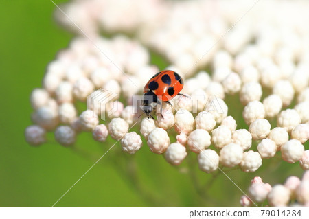 Ladybug perched on a flower Ladybug perched on a flower 79014284