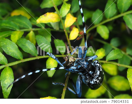 Affiliation Affiliation 79014331