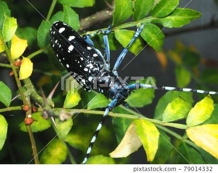 Affiliation Affiliation 79014332