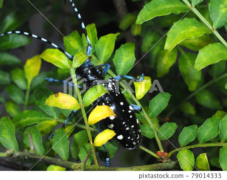 Affiliation 79014333