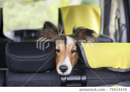 Sheltie, a pet dog waiting for the owner in the car 79014439