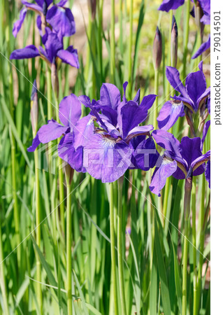 鳶尾花 鳶尾花 79014501
