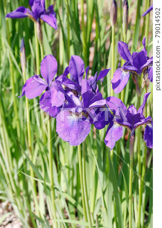 鳶尾花 79014502