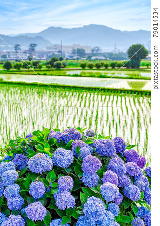 【雨晴季節】田園裡盛開的繡球花 79014534
