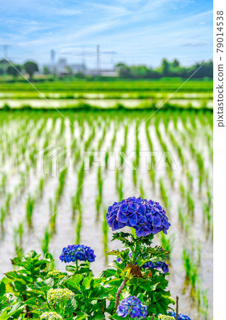 [Rainy season clear sky] Hydrangeas blooming in the countryside 79014538