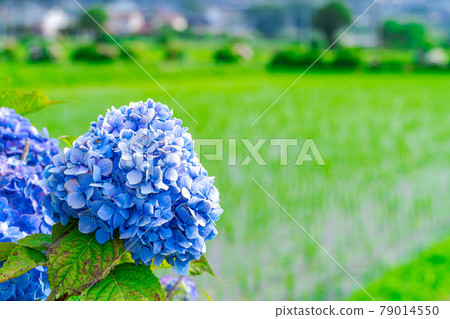 【雨晴季節】田園裡盛開的繡球花 79014550