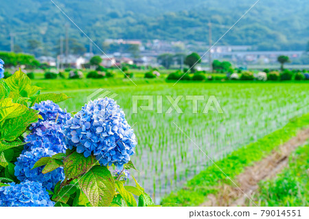 【雨晴季節】田園裡盛開的繡球花 79014551