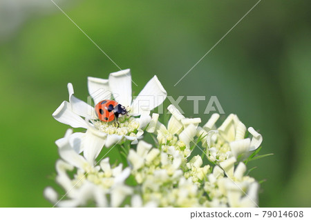 Ladybugs perched on a flower like a white lace Ladybugs perched on a flower like a white lace 79014608