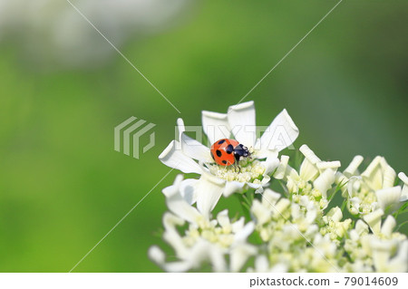 Ladybugs perched on a flower like a white lace Ladybugs perched on a flower like a white lace 79014609