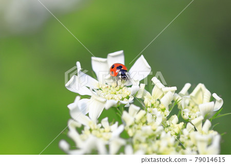 Ladybugs perched on a flower like a white lace Ladybugs perched on a flower like a white lace 79014615
