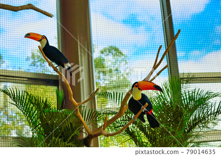 Asuwayama Zoo 79014635