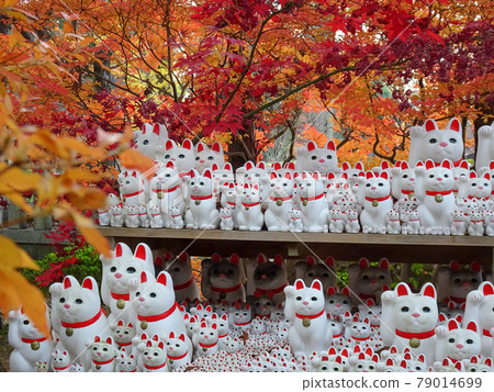 Futatsukuji的幸運貓 79014699