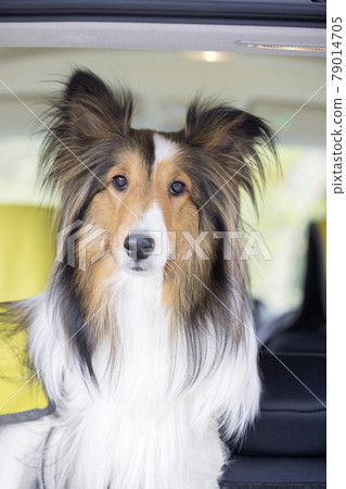 Sheltie outing image of a pet dog that appears from the back seat of the car 79014705