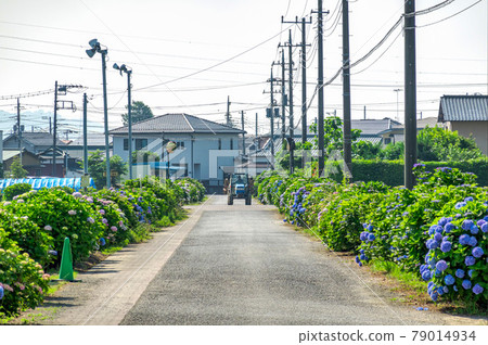 【雨晴季節】田園裡盛開的繡球花 79014934