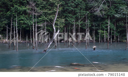 一之又櫻公園神秘的水下森林景觀 79015148