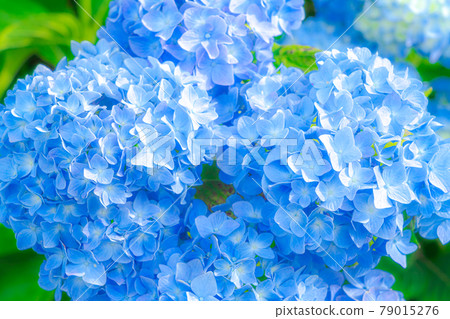 Hydrangea (soft and fluffy image) Hydrangea (soft and fluffy image) 79015276