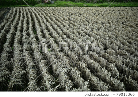 Large damage to rice cultivation due to the damage of planthoppers that occurred in large numbers Large damage to rice cultivation due to the damage of planthoppers that occurred in large numbers 79015366