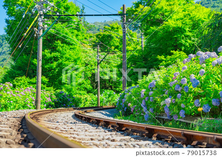 [Hydrangea image] Hydrangea along the Hakone Tozan Railway 79015738