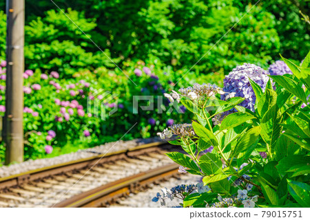 [繡球花圖片] 箱根登山鐵道沿線的繡球花 79015751