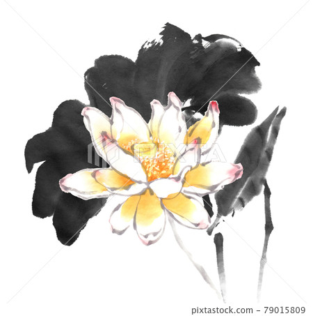 Lotus flowers and leaves drawn by ink painting technique 79015809