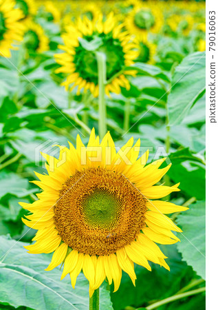 [Midsummer image] Sunflowers growing in clusters 79016063