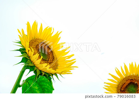 [Midsummer image] Sunflowers growing in clusters 79016083
