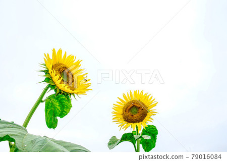 [Midsummer image] Sunflowers growing in clusters 79016084