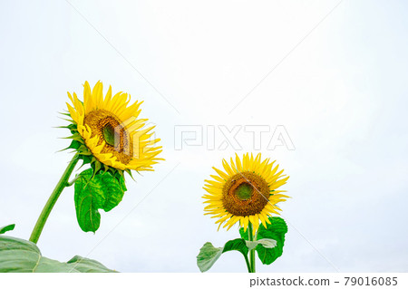 [Midsummer image] Sunflowers growing in clusters 79016085