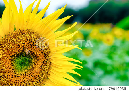 [Midsummer image] Sunflowers growing in clusters 79016086
