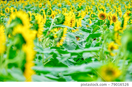 [Midsummer image] Sunflowers growing in clusters 79016526