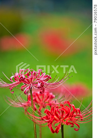 Asakura Ruins-Autumn (cluster amaryllis) 79016578