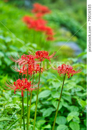 Asakura Ruins-Autumn (cluster amaryllis) Asakura Ruins-Autumn (cluster amaryllis) 79016585